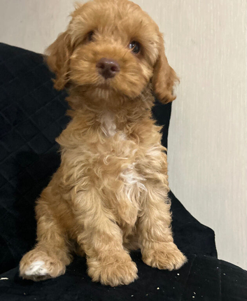 Beautiful Cockerpoo Puppies