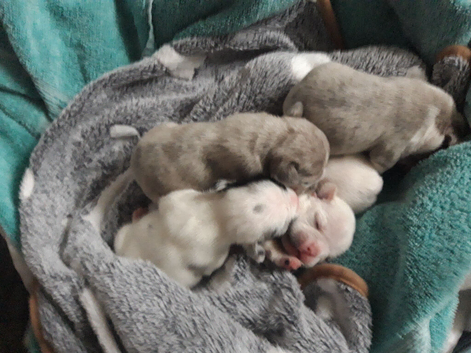 Pups for sale
