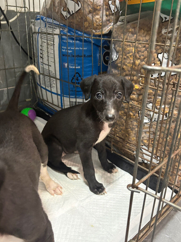 saluki grays