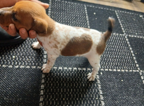 Jack russell dog pup