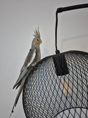 Female cockatiel with cage
