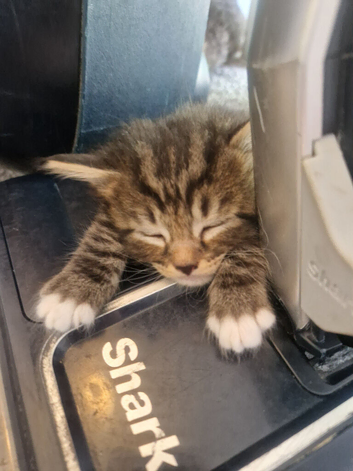 5 tabby kittens