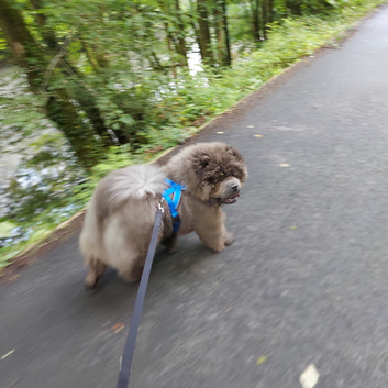Dog Boarding & day care services
