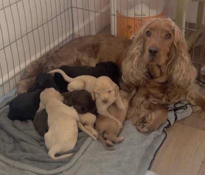 Beautiful litter of 7 Chunky show cocker spaniel puppies