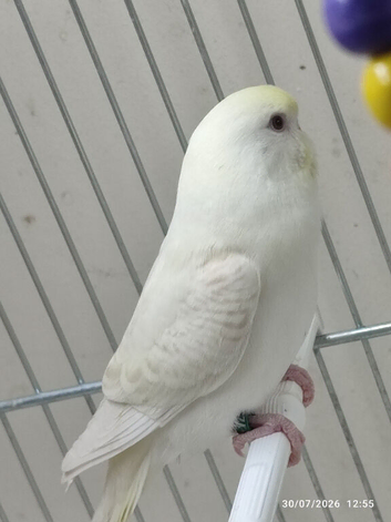 Budgies