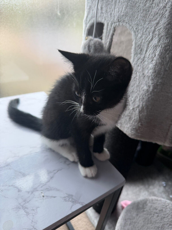Beautiful kitten for sale - ready now