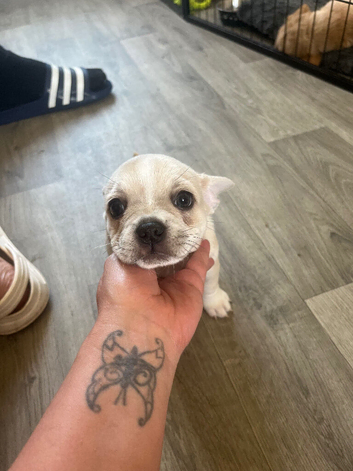 Frenchie/chihuaua