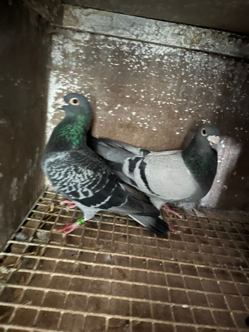Racing pigeons for sale