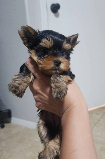 One little Yorkie puppy