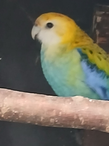 Pale headed (mealy)rossella