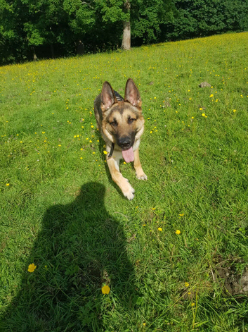 German shepard for stud only