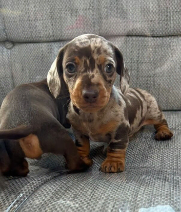 Beautiful Miniature Dachshund Puppies