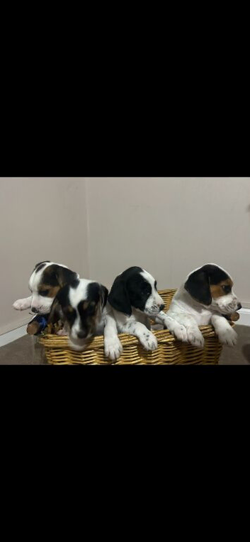 Beautiful Beagle x jack Russell puppies