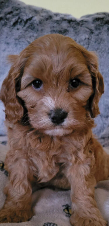 Cockapoo Puppies