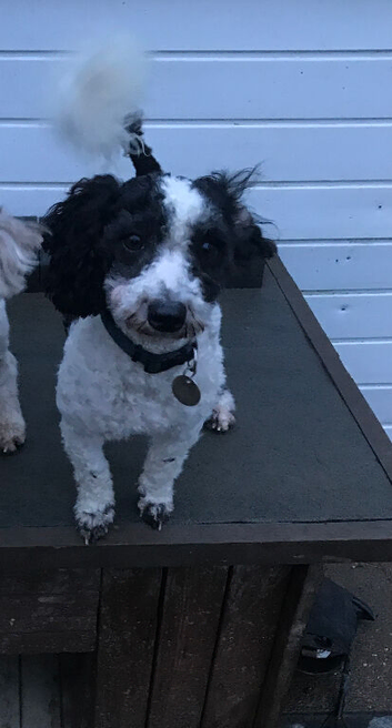 Poodle