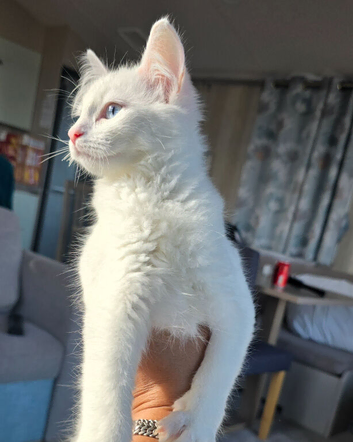 Female for sale