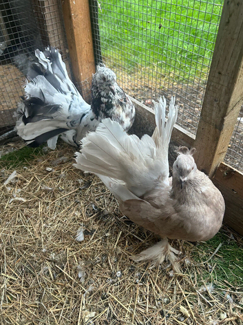 Indian fantails