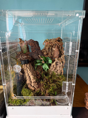 Sub adult poecilotheria regalis tarantula female And setup
