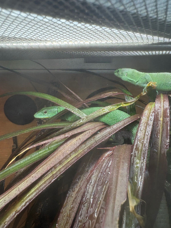 Green keeled bellied lizard pair 2023