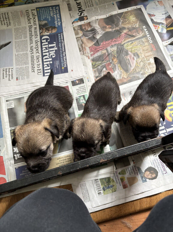 3 KC Registered Border Terrier Dog Pups