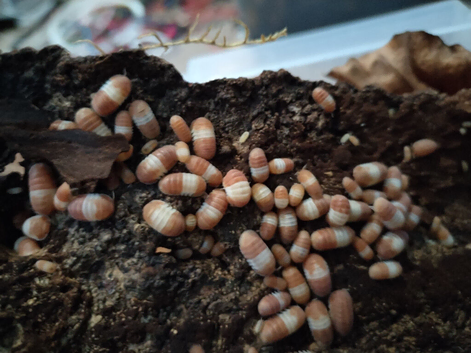 Cubaris Red Panda Isopod