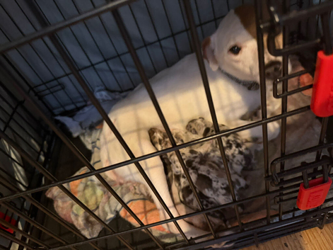 4 beautiful merle jack russell puppies