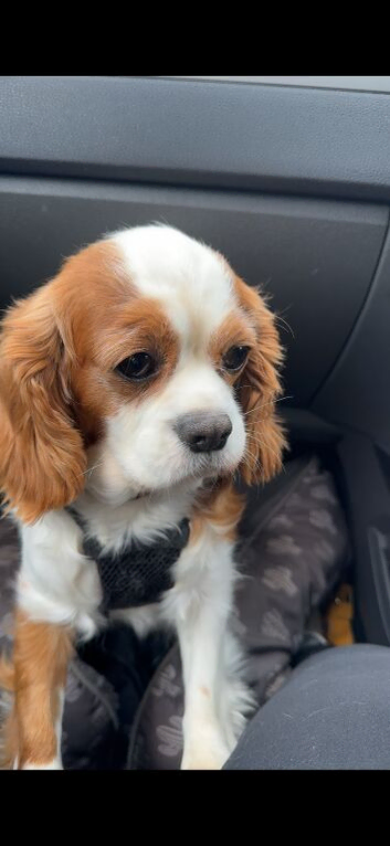 King Charles girl looking for forever home