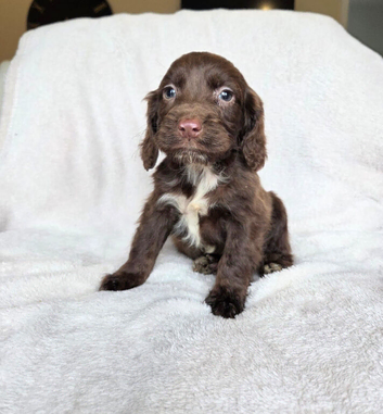Wonderful cocker spaniel puppies