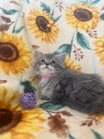 Pure Maine Coon kittens