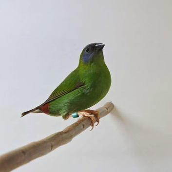 Blue Faced Parrot Finch Female