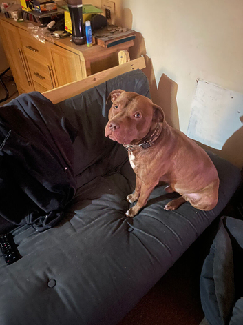 Red bully for stud (rare)