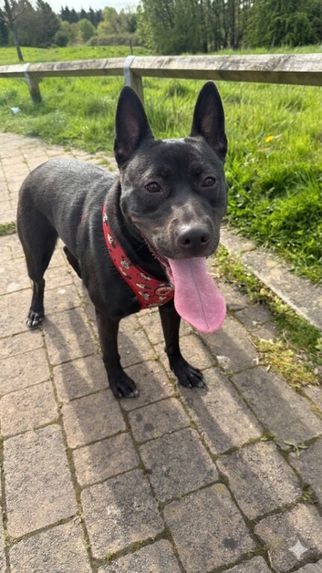 18 Month Mixed Breed Girl Bambi