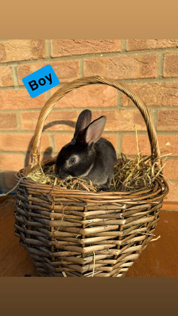 Standard Rex Rabbits [Ready to Leave]
