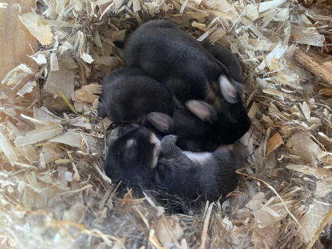 Otter coloured rabbit kits