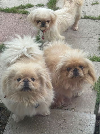 2 Rare gorgeous apricot & white pekingnese part-coloured boy 14 months
