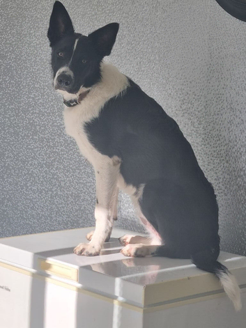 Puppy