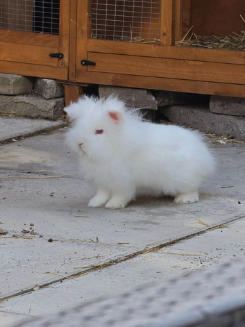 White fluffy lionhead rabbit