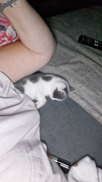 Kittens