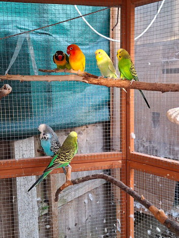 Love Birds, English Budgies,Budgies