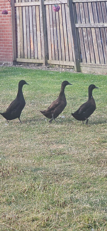 Cayuga ducks x3