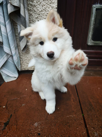 Beautiful Husky &times; Akita x Yakutian Laika Mix Puppies