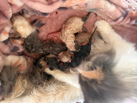 Persian kittens