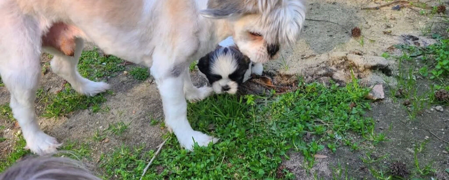 Shih tzu boy