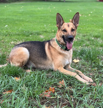 3 year old GSD