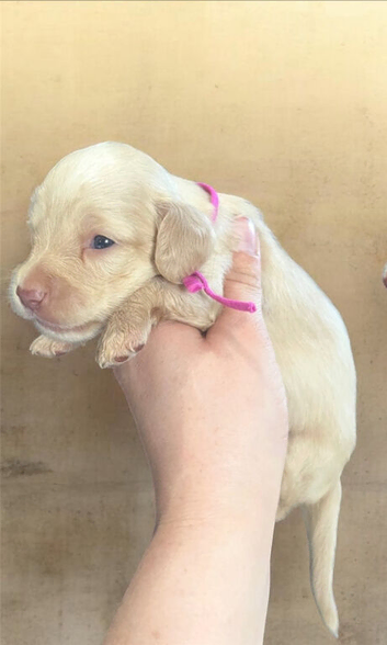 Cream kc reg Mini long hair Dachshunds