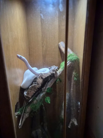 Leucistic ball python