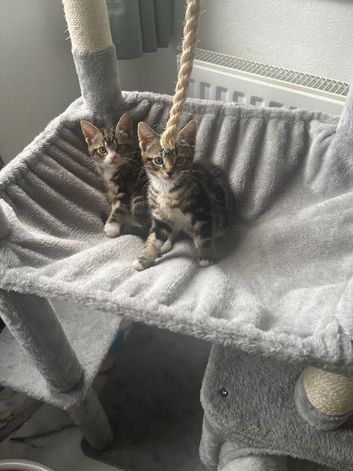 2x tabby kittens 14 weeks old