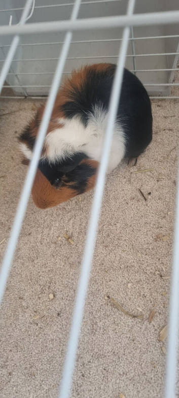 Two male guinea pigs