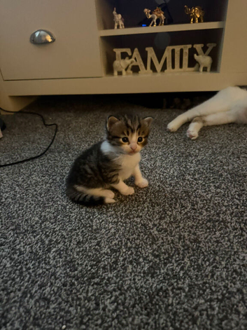 5 gorgeous kittens