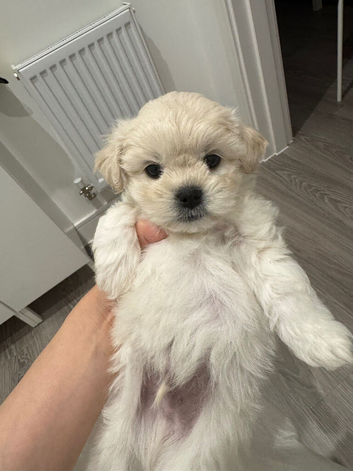 Maltipoo &times; Bichon Frise
